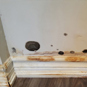 Etobicoke mold Removal  remediation