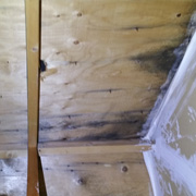 Oakville mold Removal  remediation