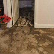 Toronto sewage cleanup services