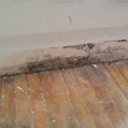 Mold Removal  remediation in GTA