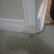 Toronto Mold Test