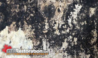 Black Mold Growing On The Walls That Needs Remediation